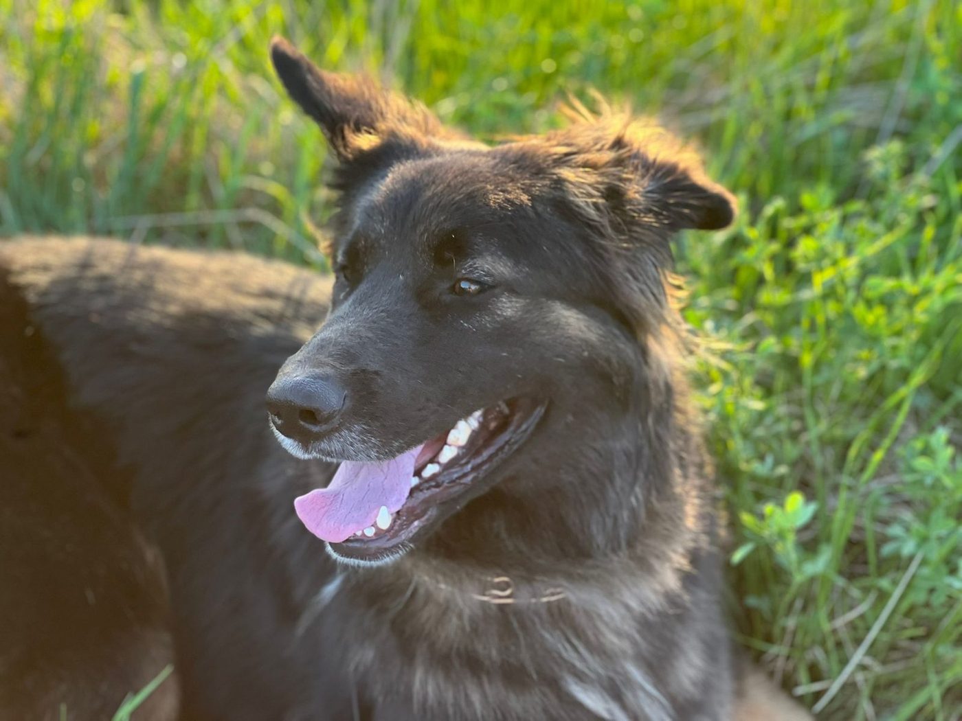 Board and Train dog training program at North Star Family K-9 Minneapolis