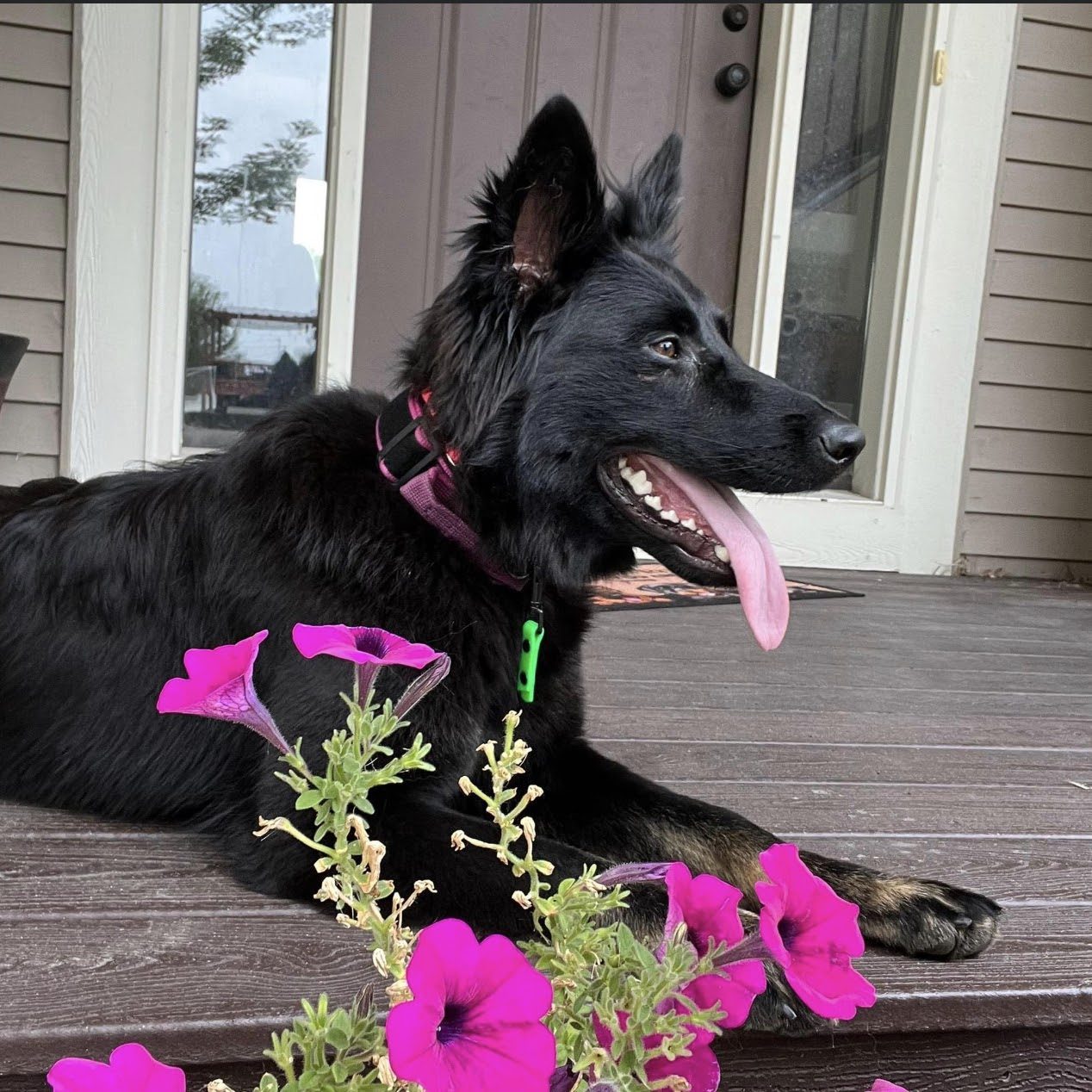 JoJo, bi-color German Shepherd IGP prospect at North Star Family K-9