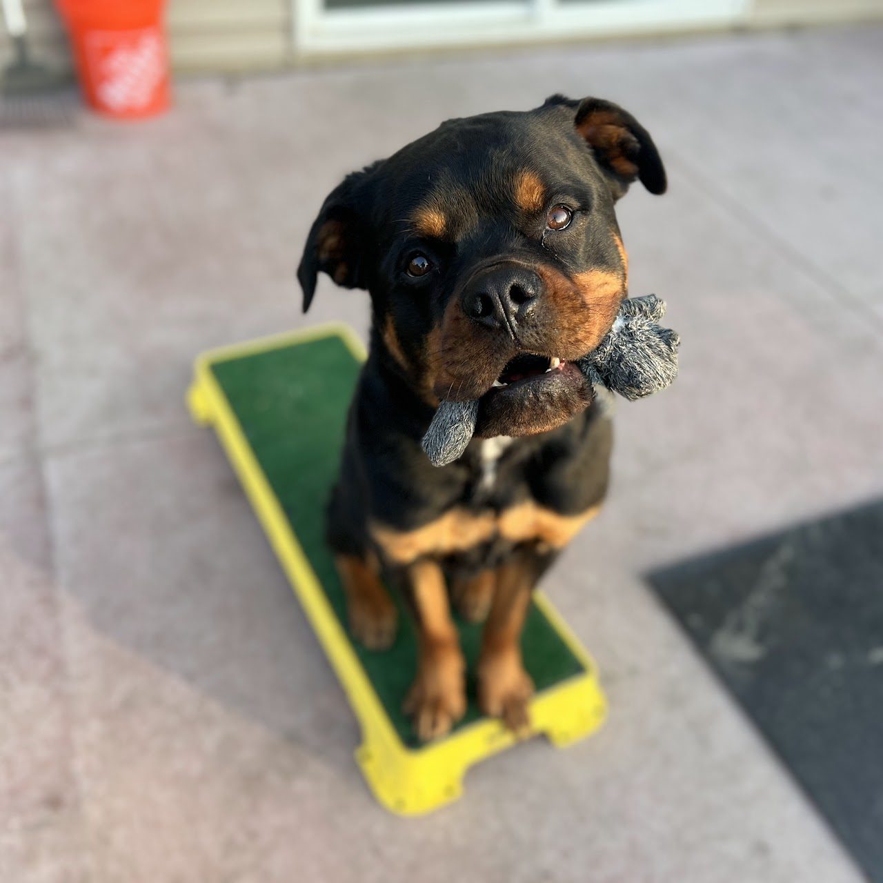 Ryder, Rottweiler demo dog at North Star Family K-9