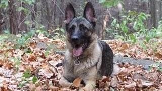 Bella, sable German Shepherd — 2005 to 2019 — North Star Family K-9