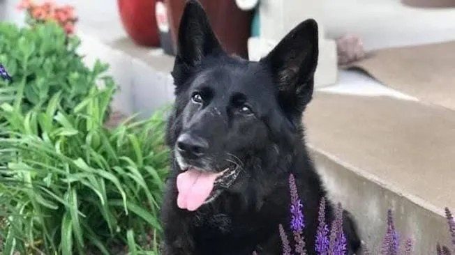 Susse, black German Shepherd — 2007 to 2021 — North Star Family K-9
